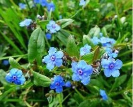 灰毛齿缘草